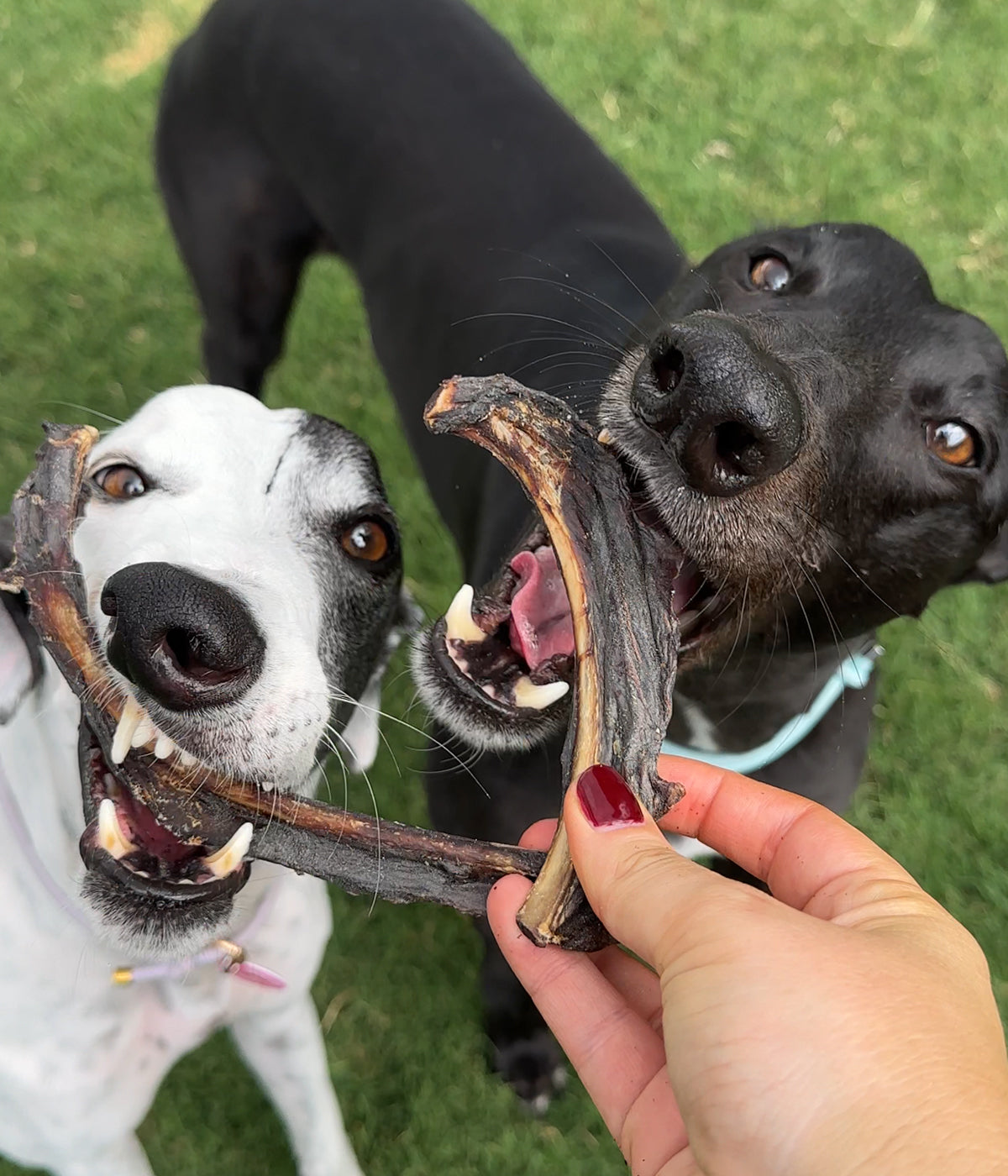 Houndd Co. Kangaroo Ribs All Natural Australian Dog Treats