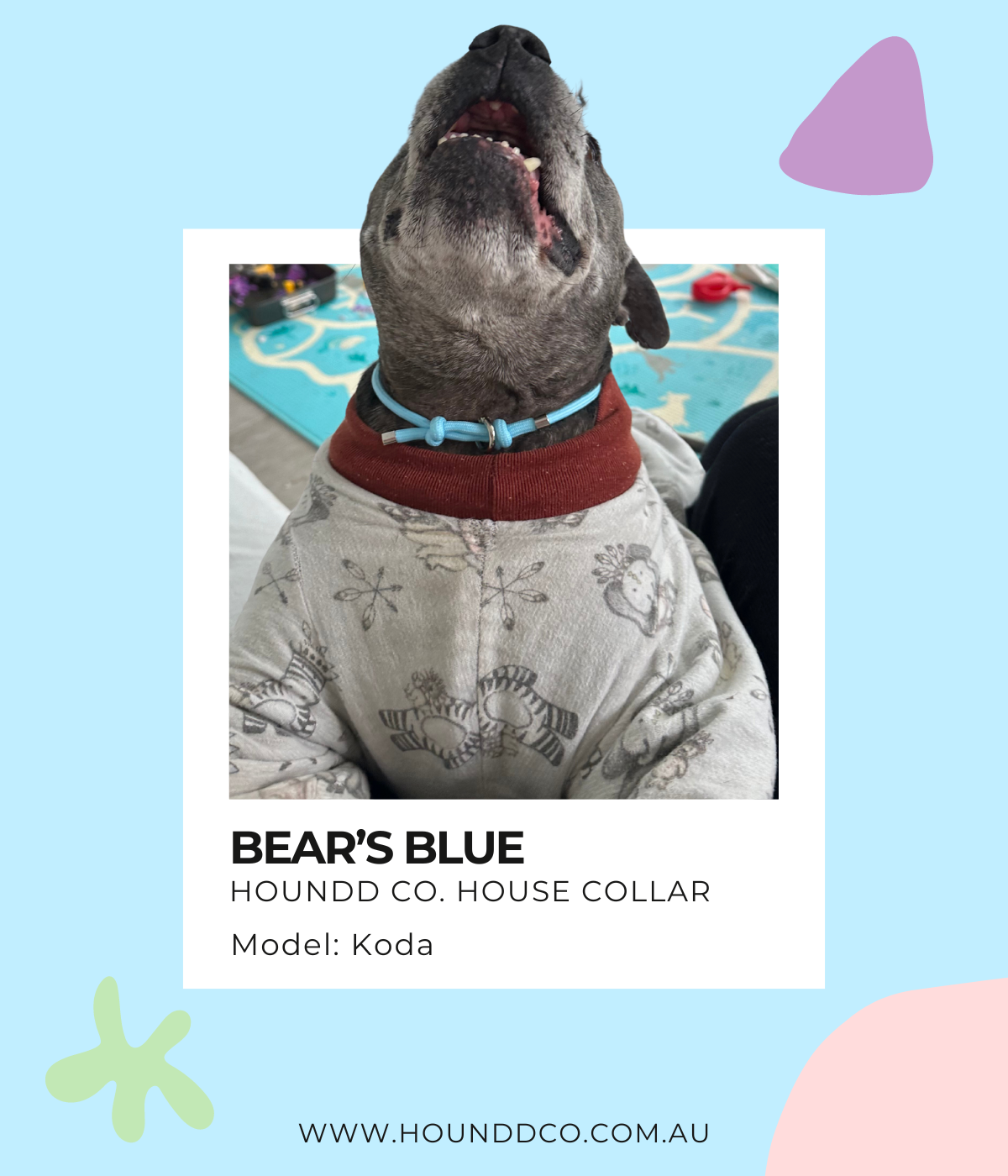 House Collar - Bear&