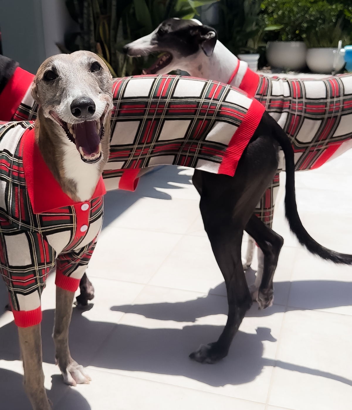 The Christmas Polo