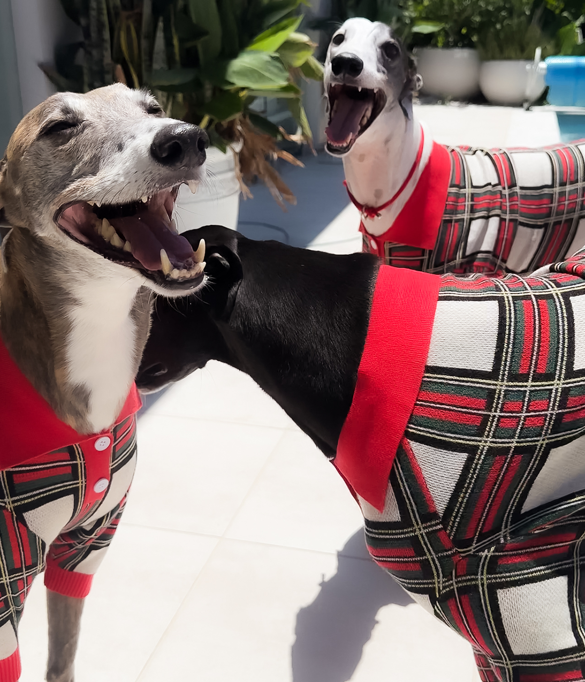 The Christmas Polo