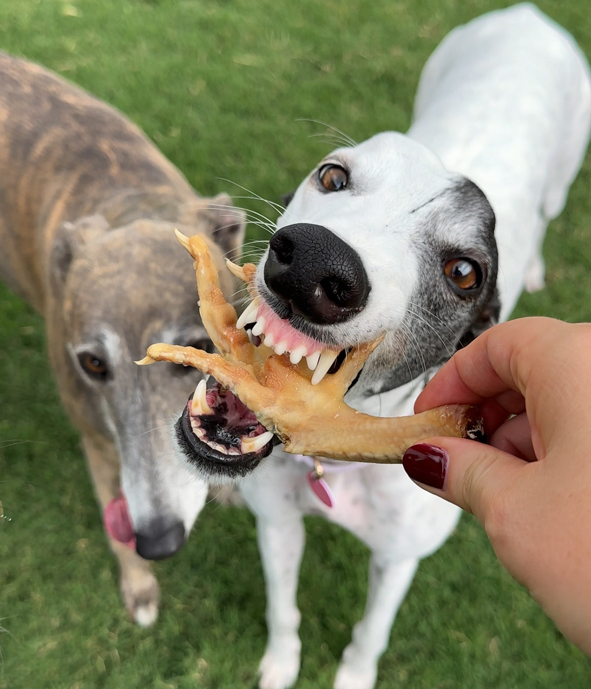 Chicken Feet