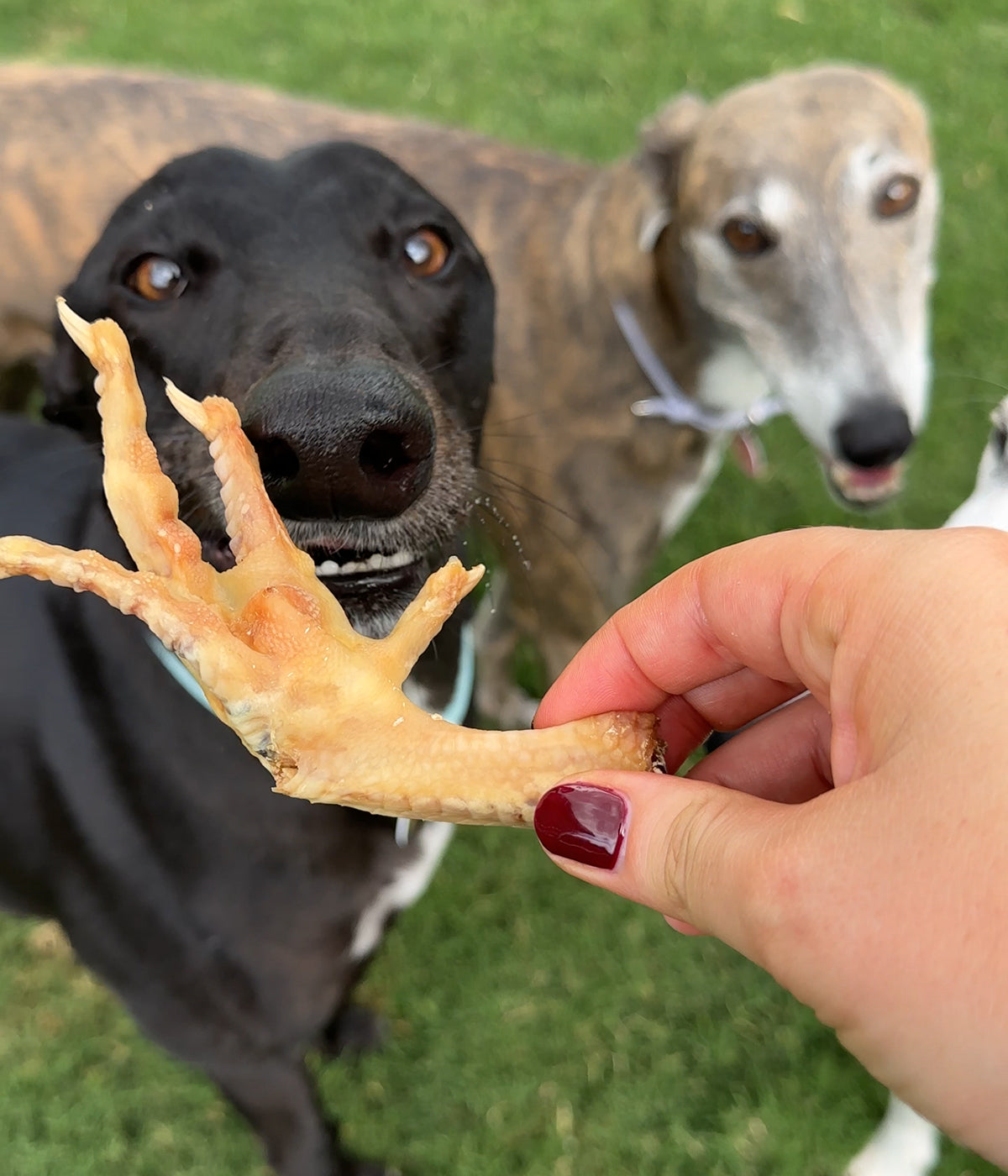 Chicken Feet