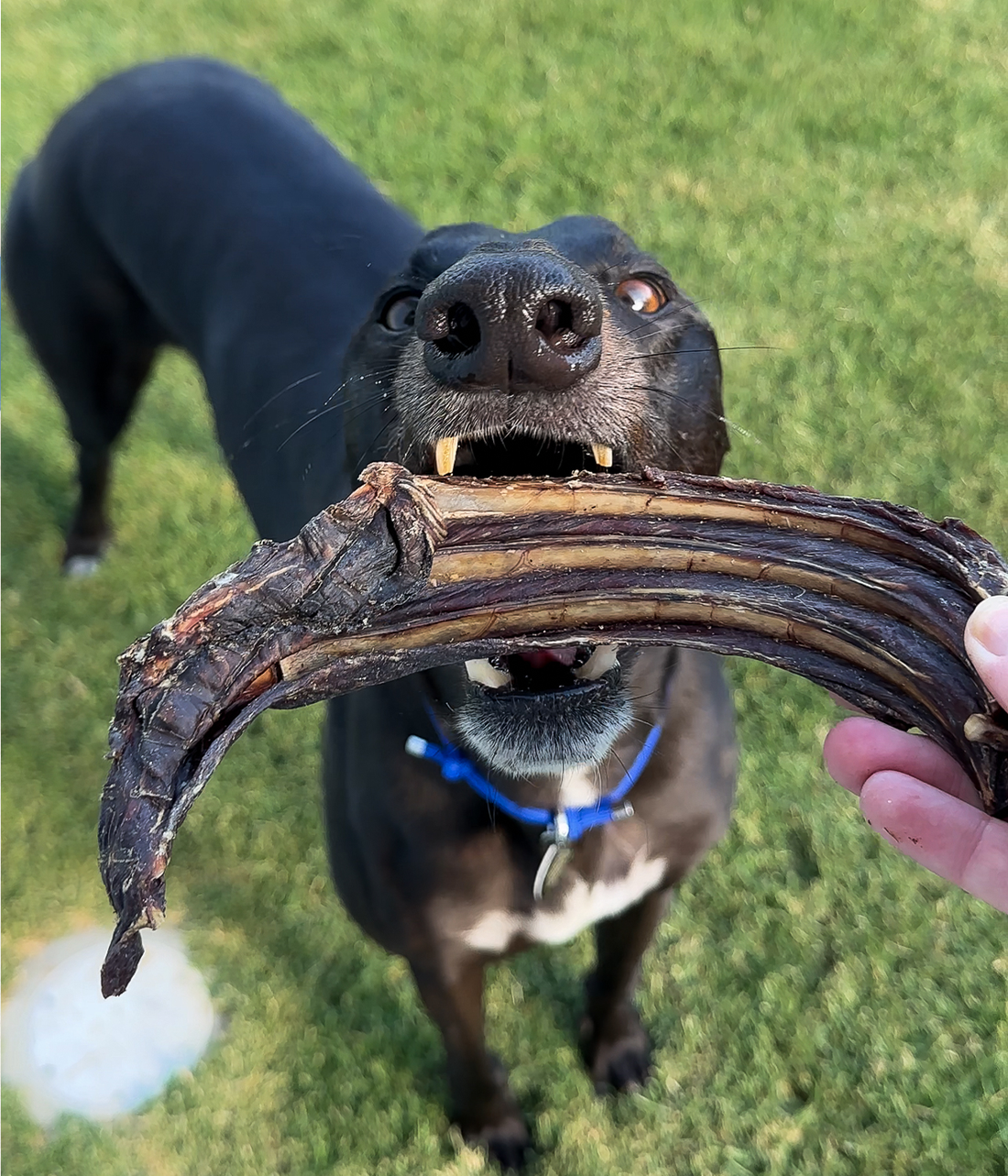 Kangaroo Riblets