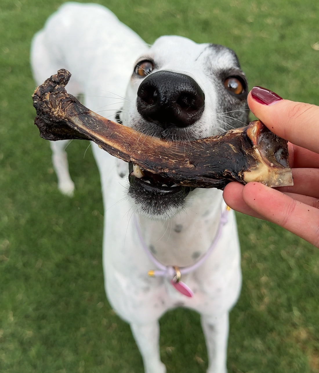 Kangaroo Teeth Cleaners