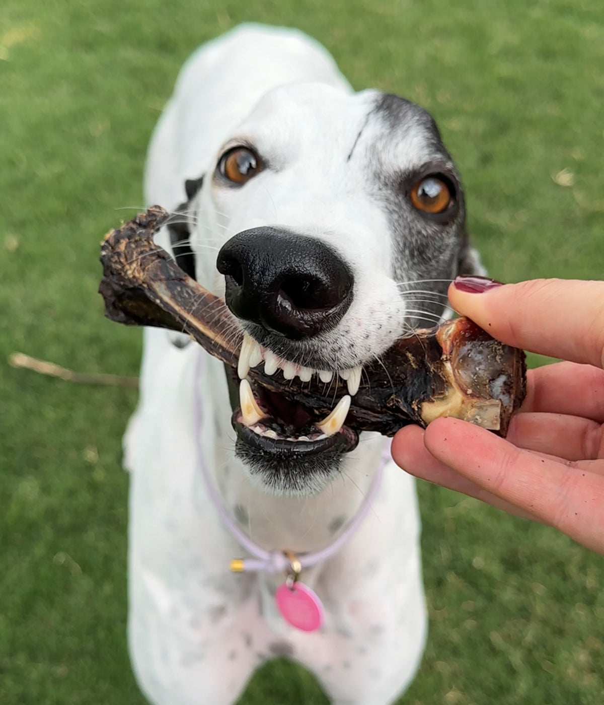 Kangaroo Teeth Cleaners