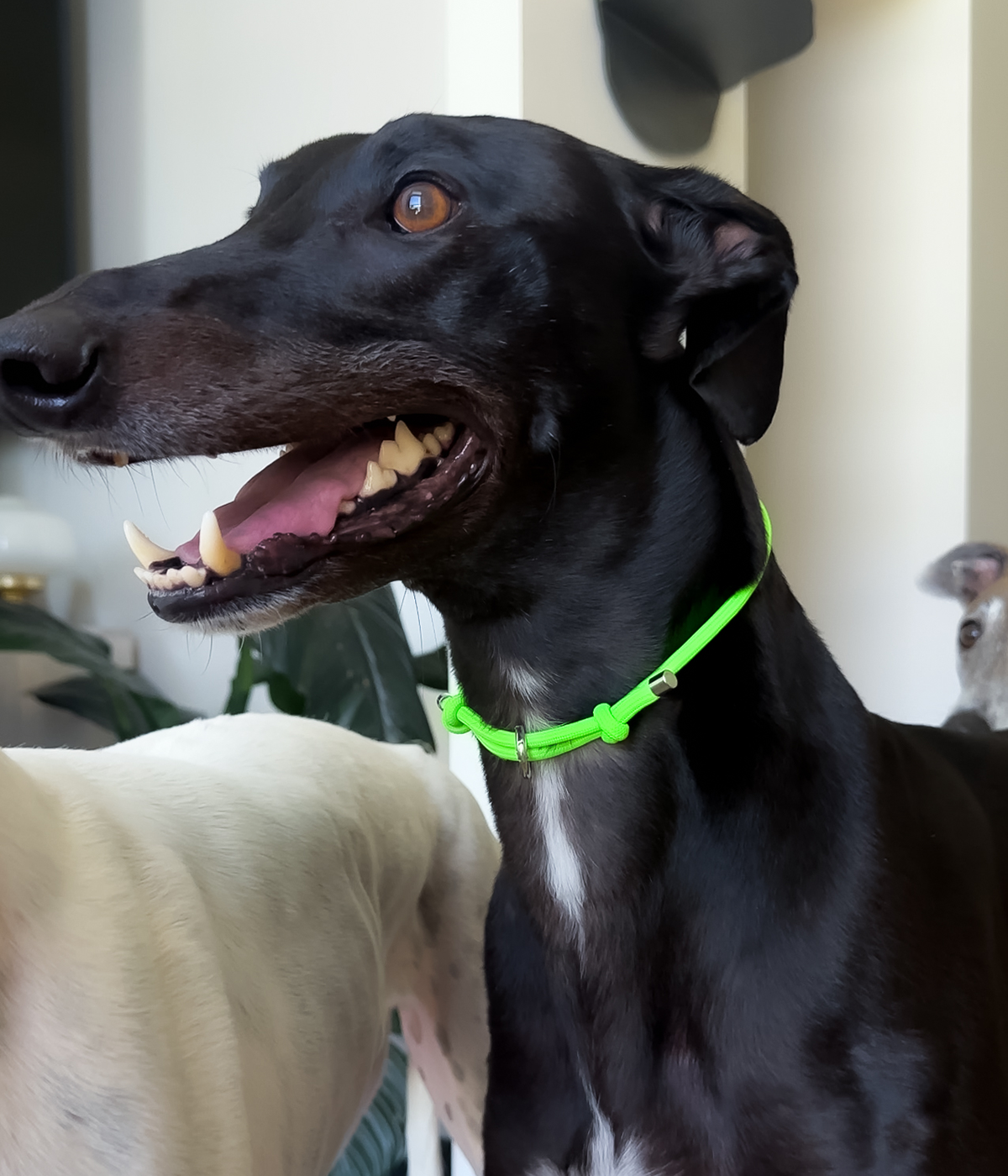 House Collar - Brat Green