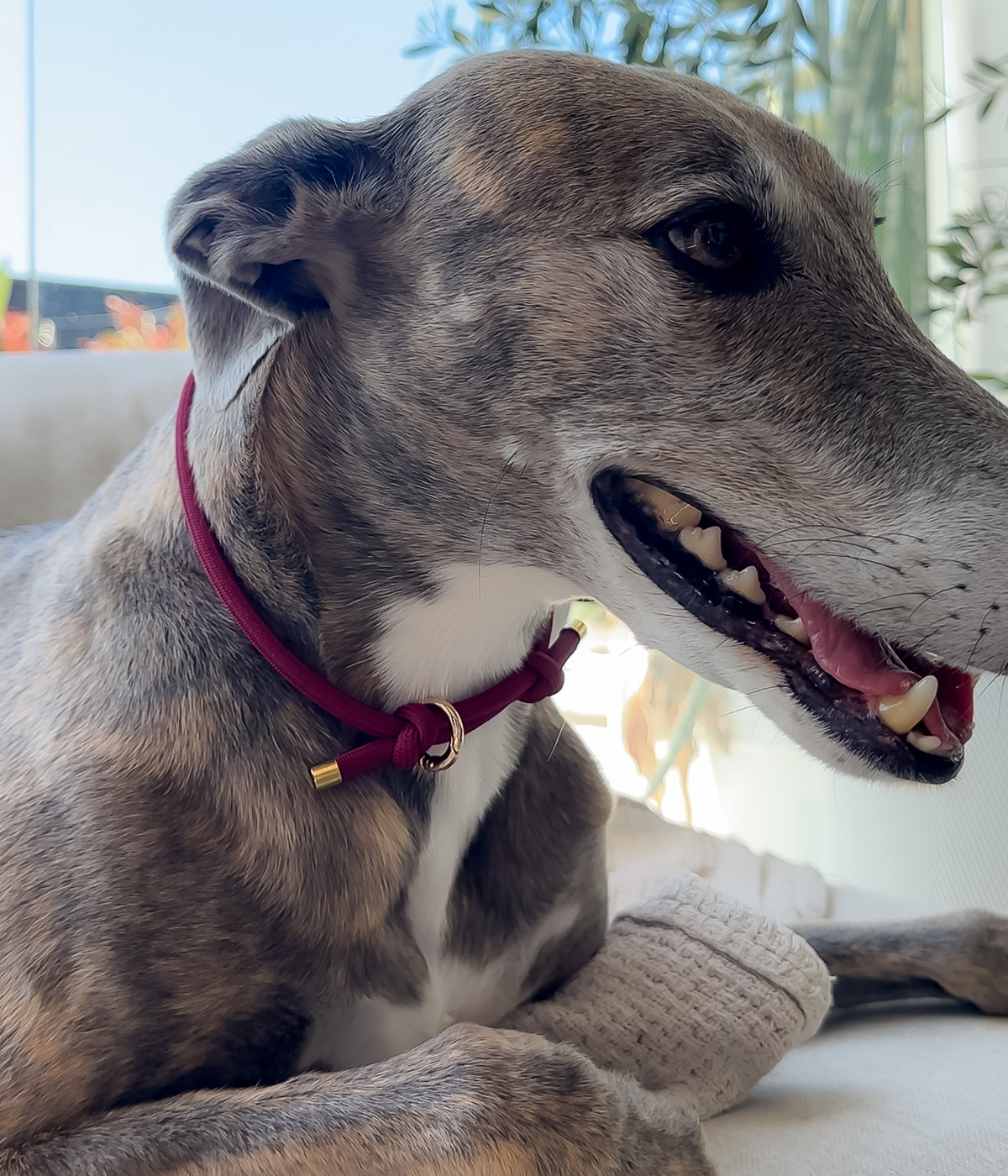 House Collar - Burgundy