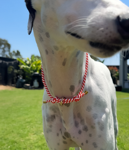 House Collar - Candycane