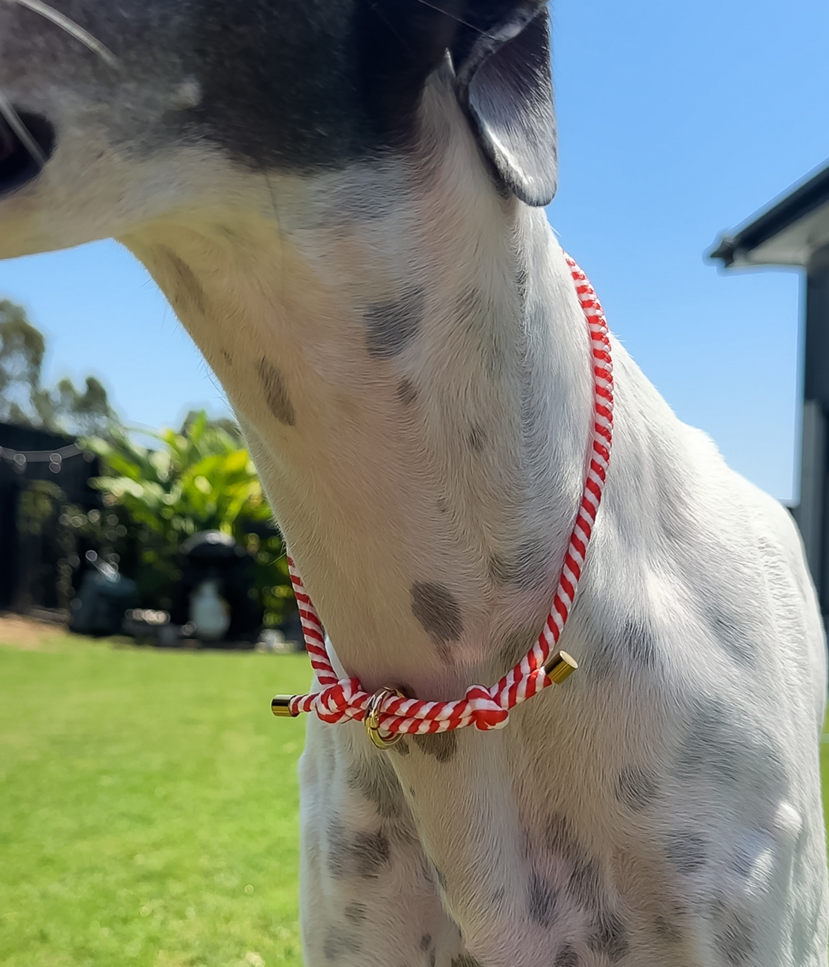 House Collar - Candycane