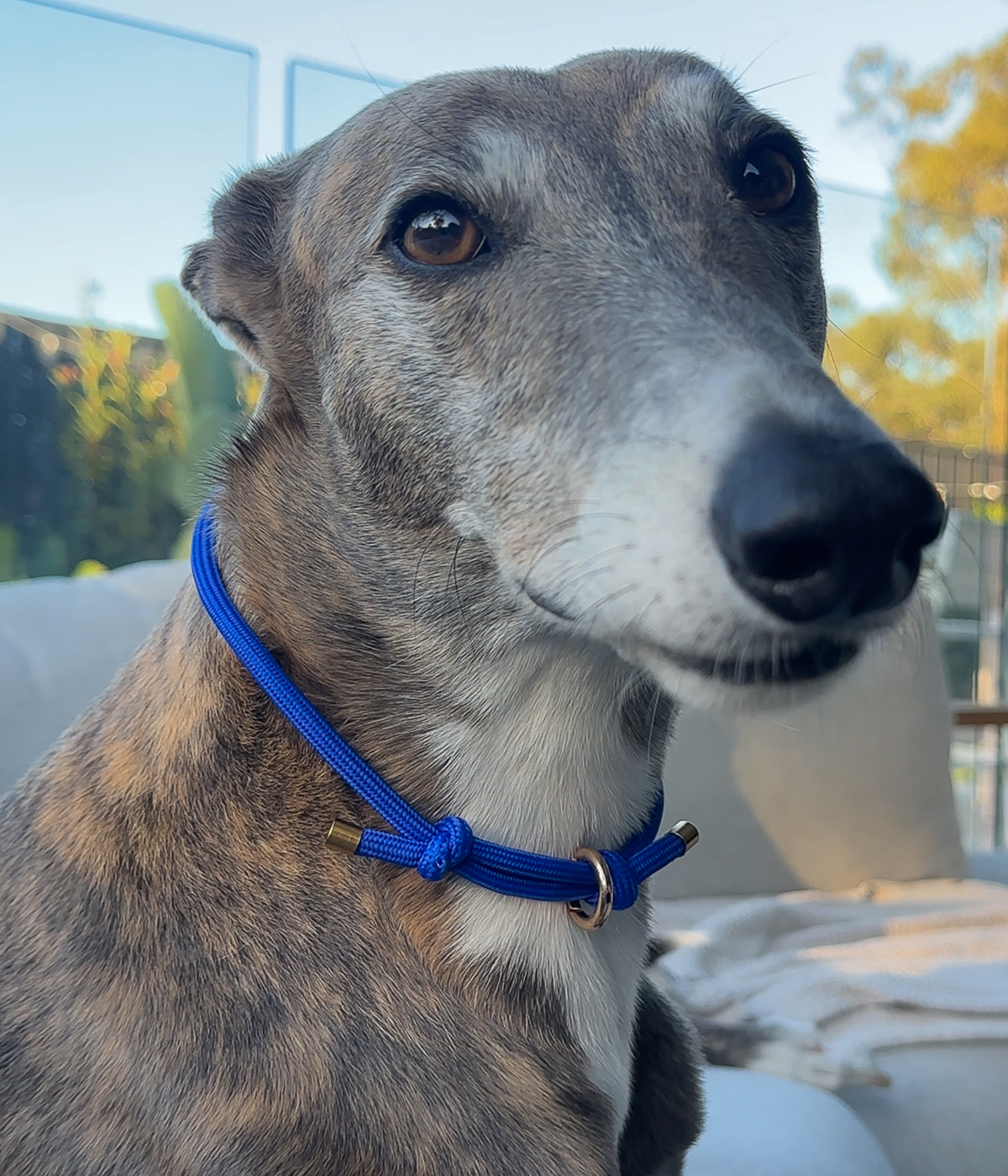 House Collar - Cobalt Blue