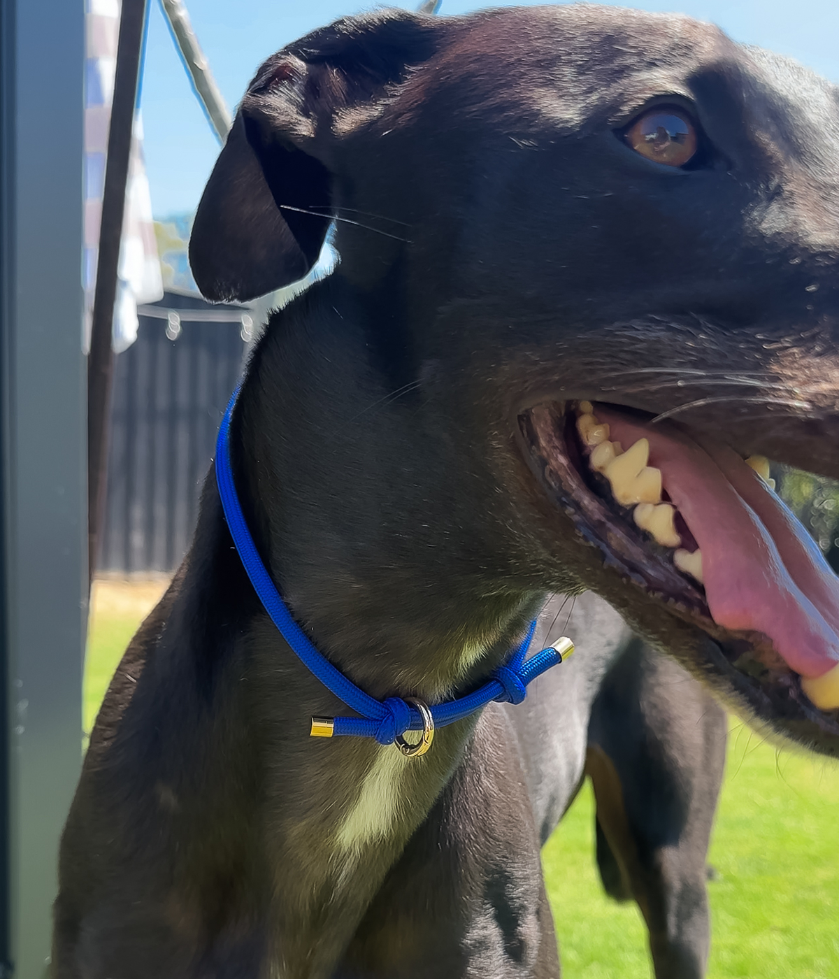 House Collar - Cobalt Blue