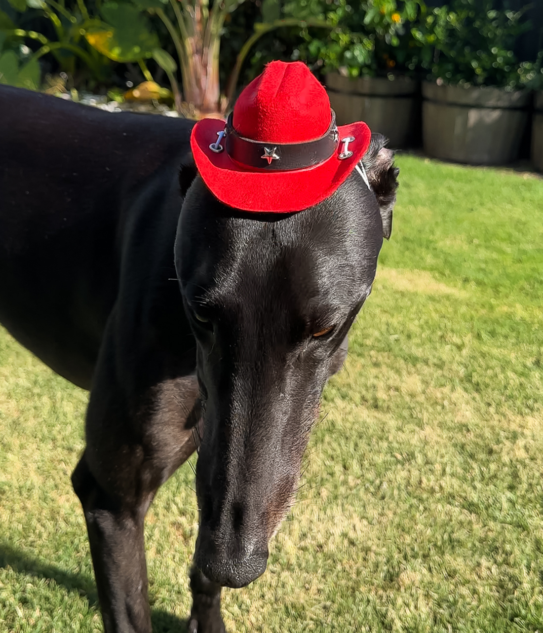 Cowboy Hat - Red