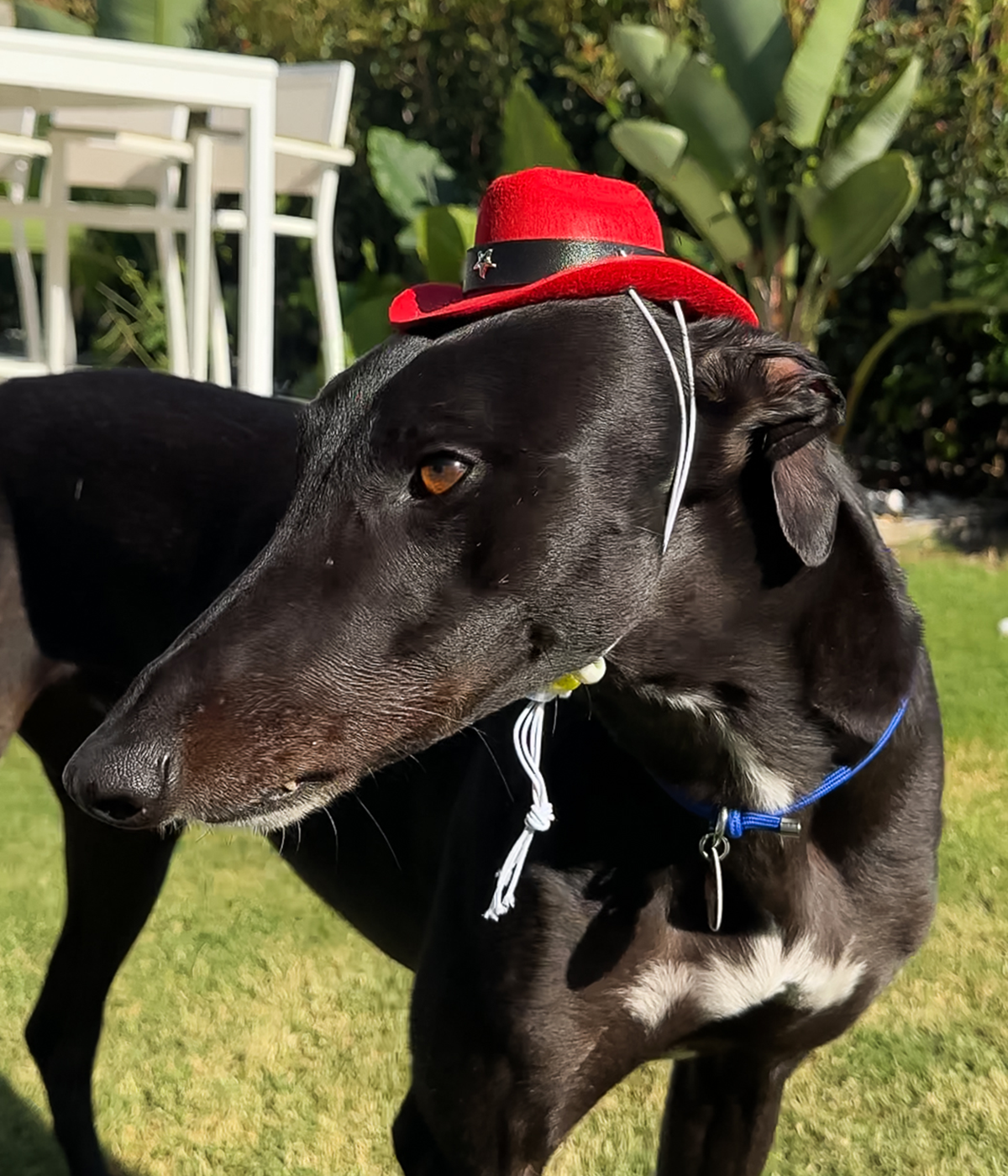 Cowboy Hat - Red