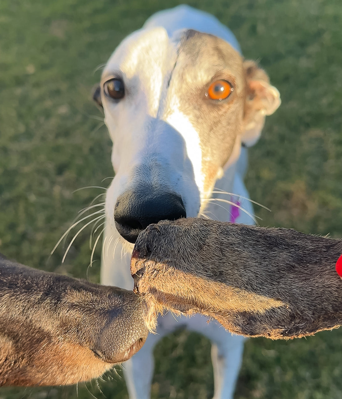 Kangaroo Ears