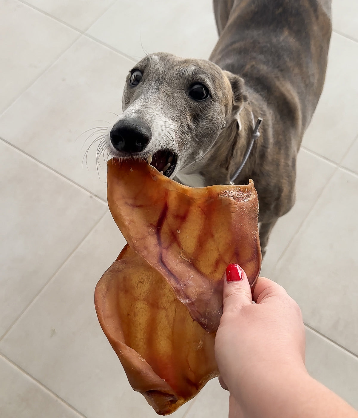 Pigs Ears