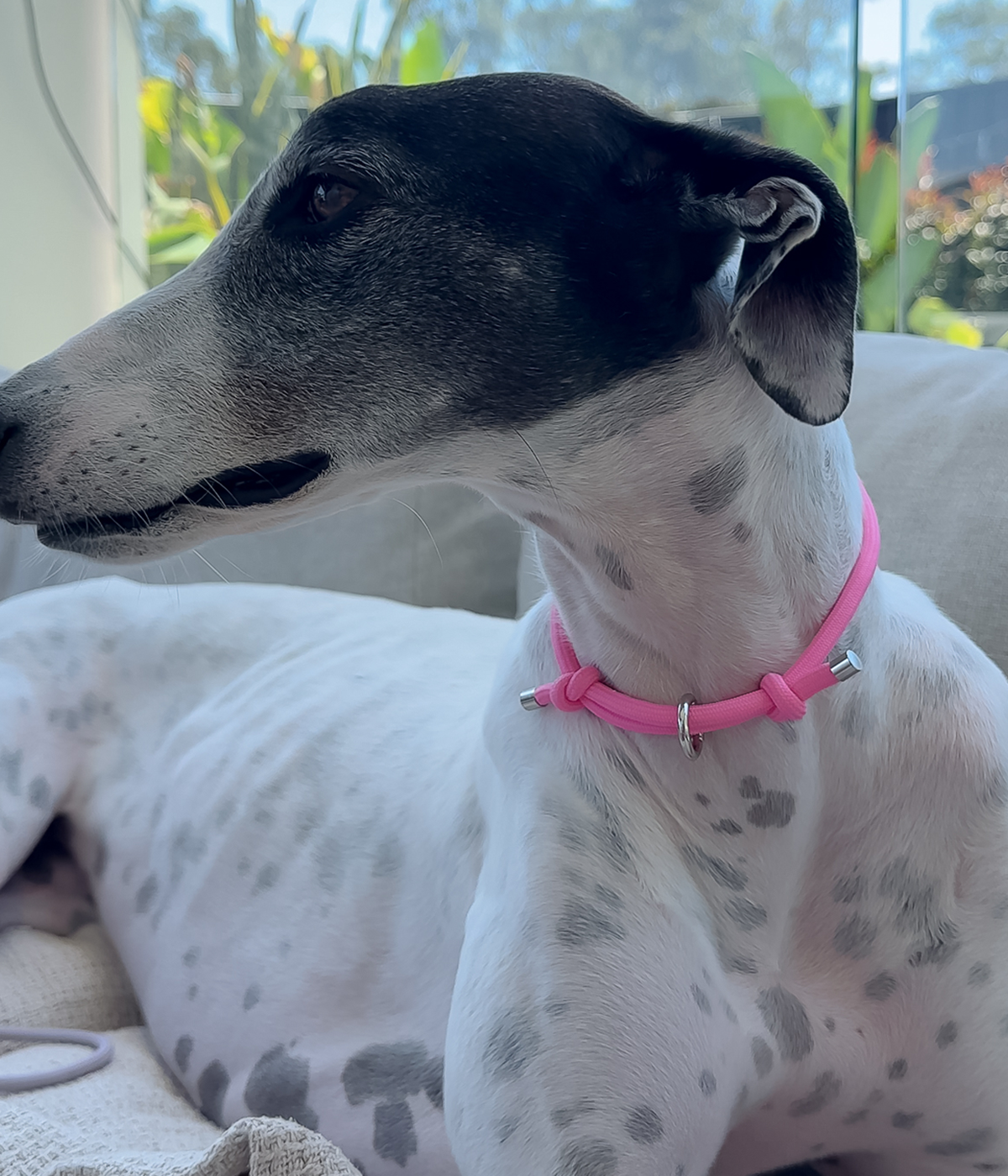 House Collar - Barbie Pink