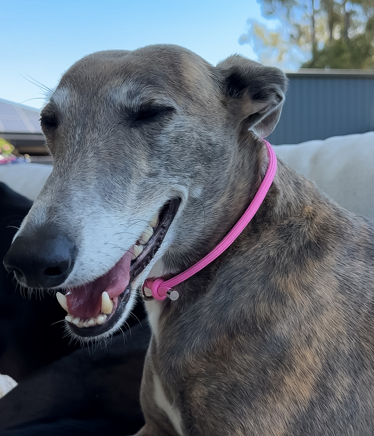 House Collar - Barbie Pink