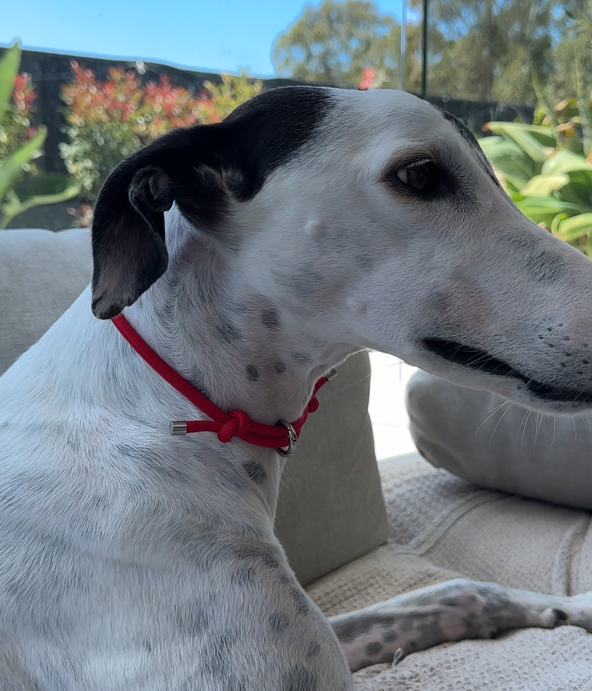 House Collar - Cherry Red