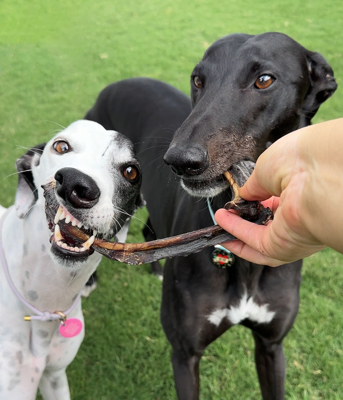 Kangaroo Rib Sticks