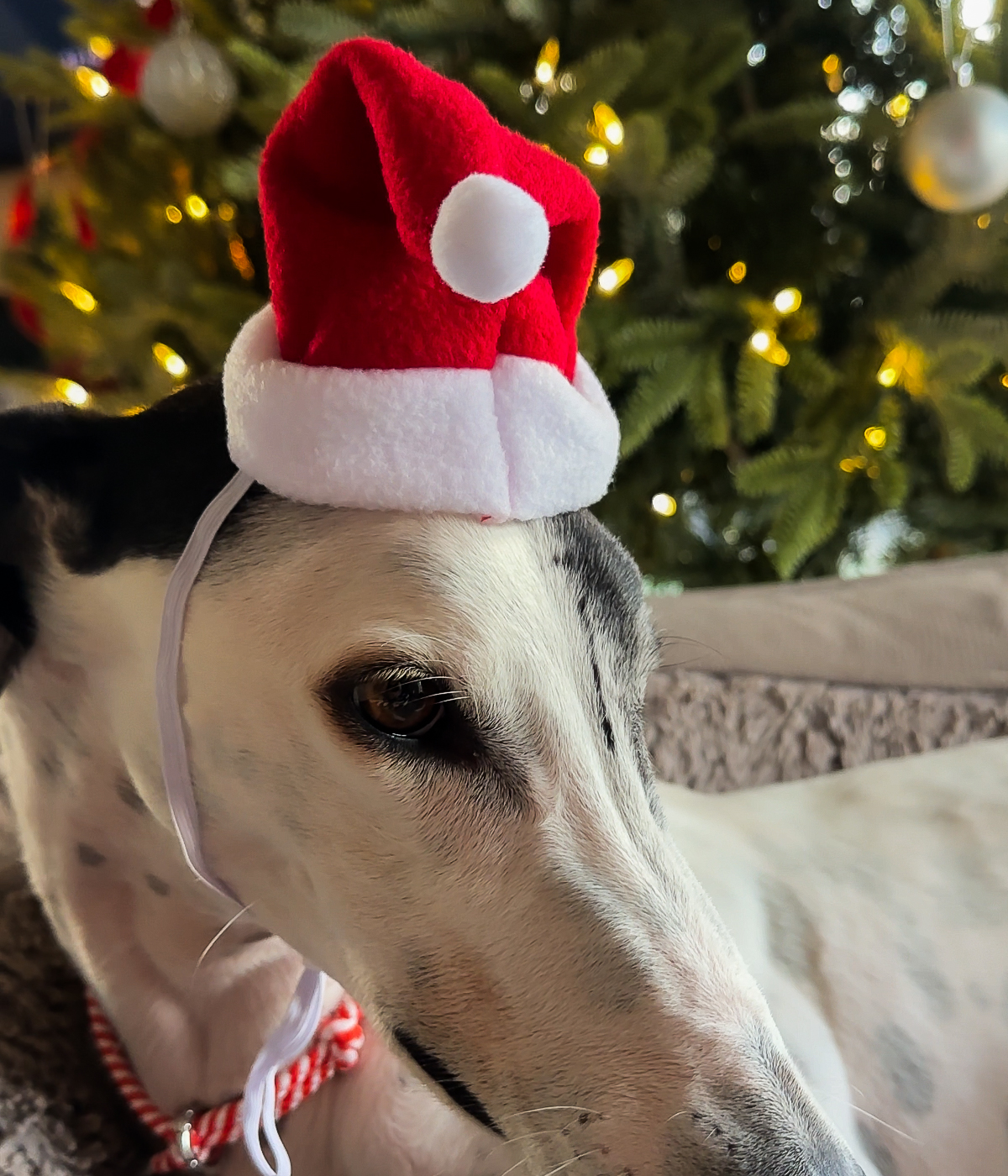 Christmas Hat