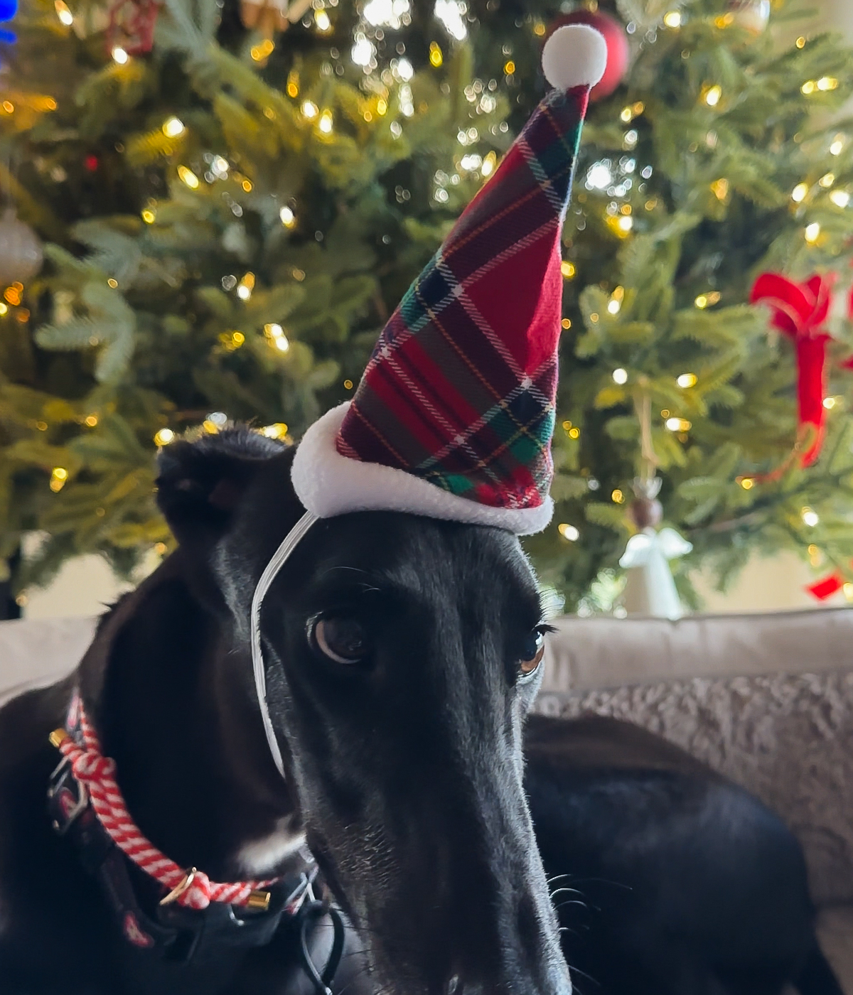 Christmas Hat